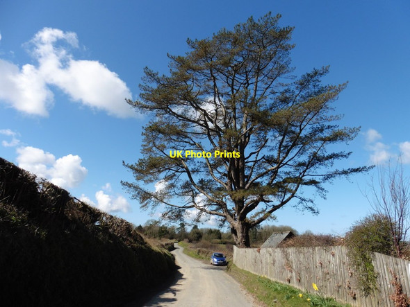 Photo 6"x4" Mature tree near Arlington Arlington\/SS6140 c2016