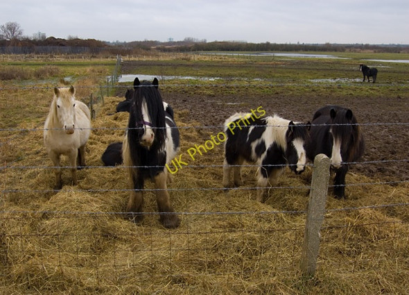 Photo 6"x4" Fields at High Bransholme Swine c2009