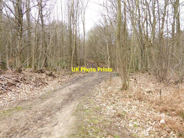 Photo 6"x4" Track in the woods in Tilgate Park Buchan Hill\/TQ2533 c2016
