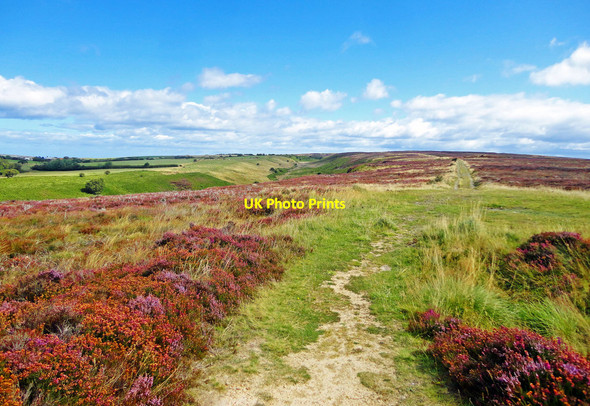 Photo 6"x4" Heather on Jugger Howe Moor Wragby Wood c2015