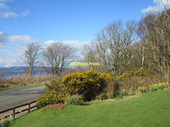 Photo 6"x4" Gorse and daffodils, Fintray Bay Millport c2016