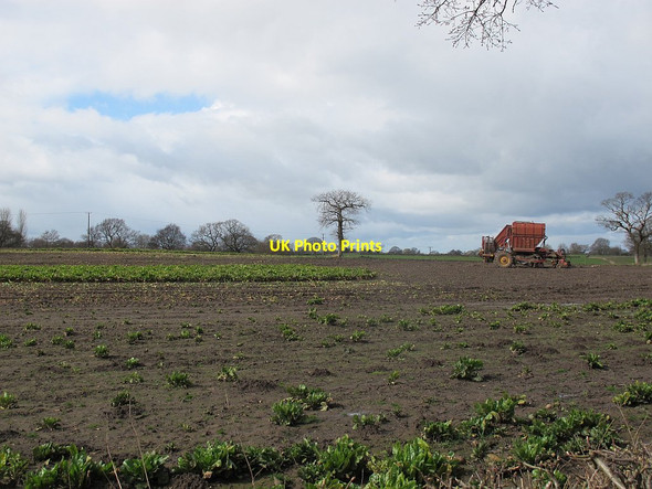 Photo 6"x4" Partly harvested field at Beech Tree Farm Sandbach c2016