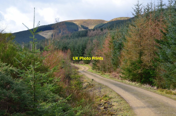 Photo 6"x4" Forest road in Woolshears Wood Castlecraig\/NT1344 c2016