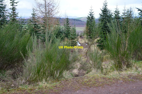 Photo 6"x4" Track through plantation, The Mount Kaimrig End c2016
