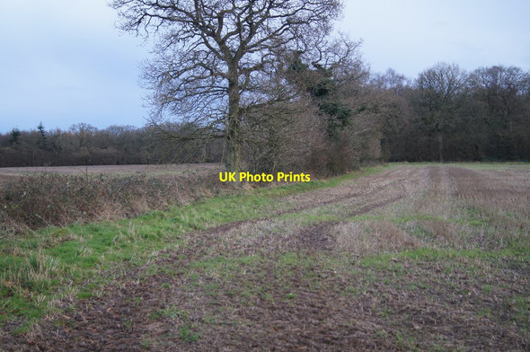 Photo 6"x4" Edge of Moore's Field (9 acres) Pardown c2016