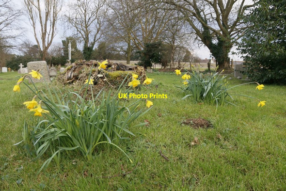 Photo 6"x4" Daffodils near the Stump South Stoke\/SU5983 c2016