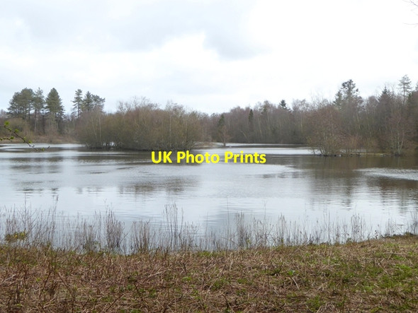 Photo 6"x4" Wildlife pool in Llyn Parc Mawr Malltraeth c2016