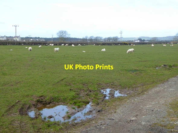 Photo 6"x4" Field with sheep at Newborough Newborough\/Niwbwrch c2016