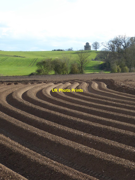 Photo 6"x4" Potato furrows Birch Green\/SO8545 c2016