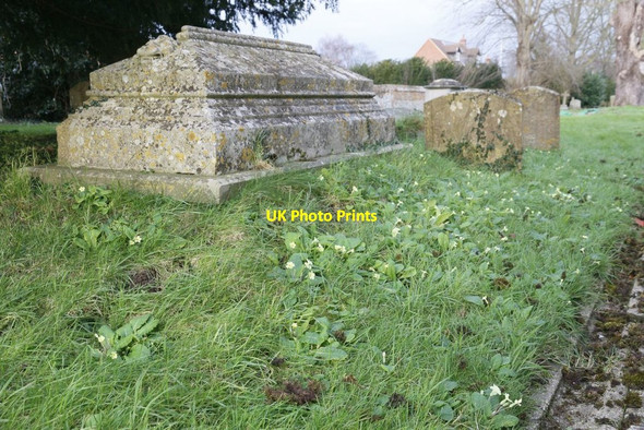 Photo 6"x4" Primroses by the Tomb South Stoke\/SU5983 c2016