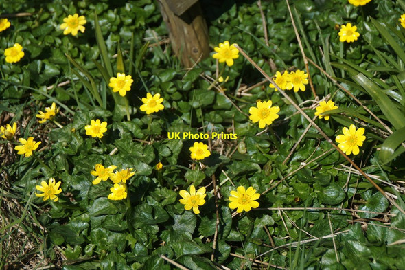Photo 6"x4" Lesser Celandine (Ficaria verna), Halligarth, Baltasound Baltasound c2016