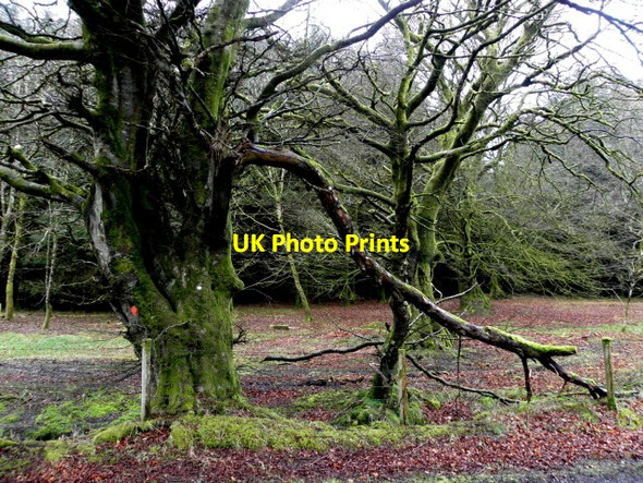 Photo 6"x4" Ancient tree, Trinamadan Gortin c2016