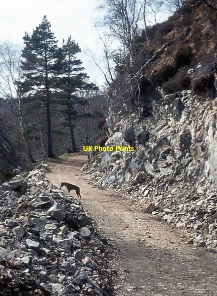 Photo 6"x4" Forest road in Glen Affric Loch Pollain Buidhe c1973