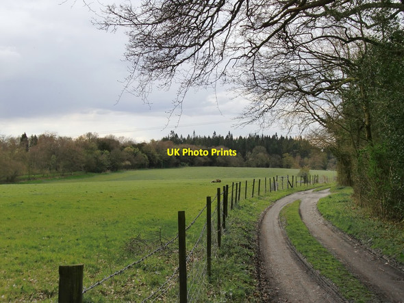 Photo 6"x4" Track near Dunley Hill Farm Abinger Hammer c2016