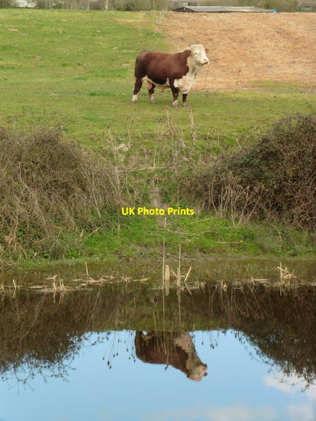 Photo 6"x4" Hereford Bull near Bradney Bridge Bawdrip c2016