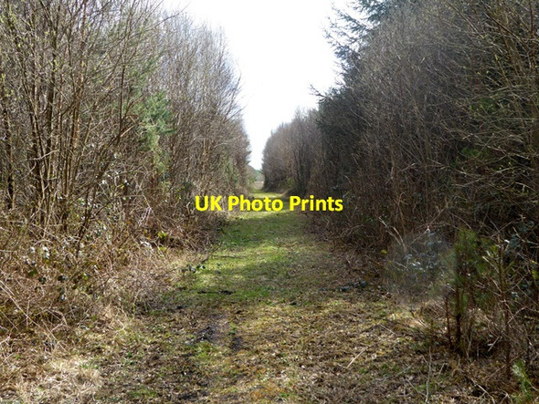 Photo 6"x4" Firebreak in woodland near Lough Boora Kilcormac c2016
