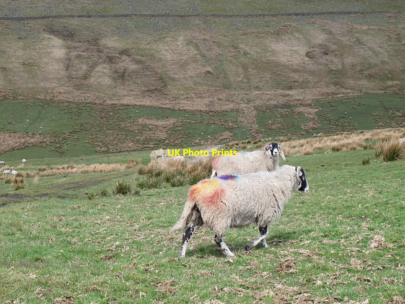 Photo 6"x4" Rainbow sheep Sykes\/SD6351 c2016