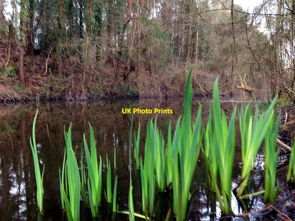 Photo 6"x4" Throckley Pond on Reigh Burn Ryton\/NZ1564 c2016