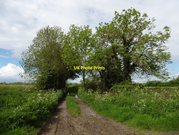 Photo 6"x4" Coombe Lane Kingsbury Episcopi c2016