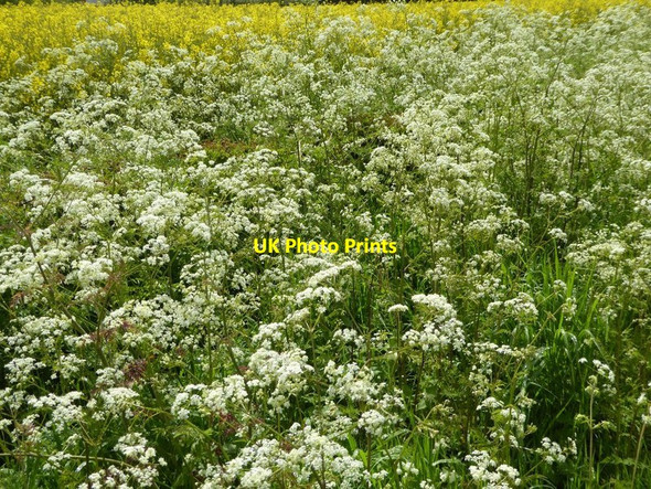 Photo 6"x4" Cow parsley and oilseed rape Earl's Croome c2016