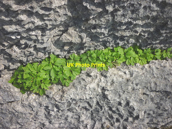 Photo 6"x4" Wood sorrel in limestone crevice, Holmepark Fell Holme\/SD5278 c2016