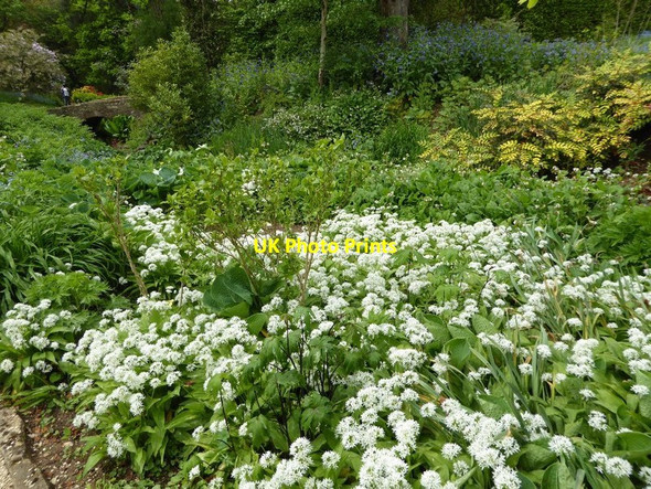 Photo 6"x4" Wild garlic in Hidcote Gardens Hidcote Bartrim c2016