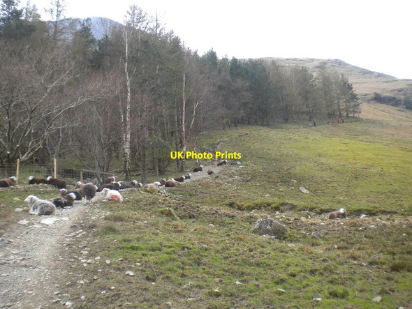 Photo 6"x4" Bridleway up Buttermere Fell Gatesgarth\/NY1915 c2016