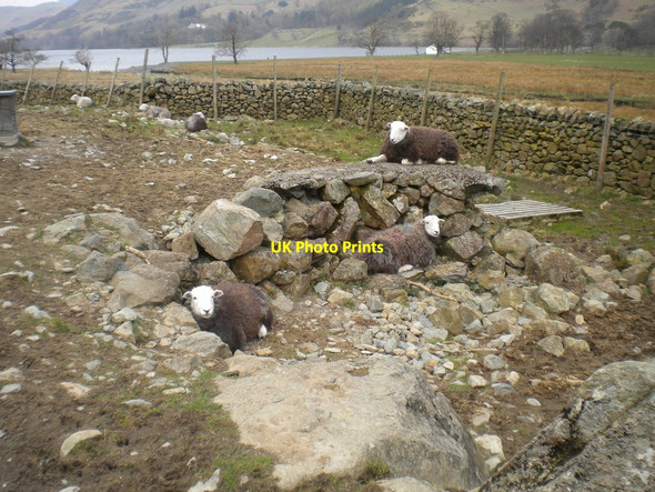 Photo 6"x4" Sheep resting at the foot of Buttermere Fell Gatesgarth\/NY1915 c2016