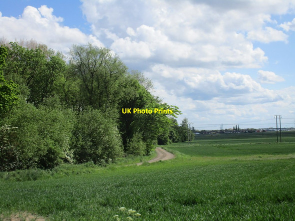 Photo 6"x4" Willow Holt and lane to Park Ings Farm Flixborough c2016