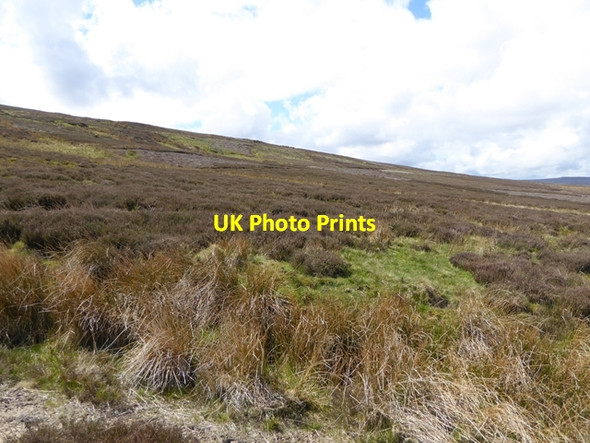 Photo 6"x4" The heathery slopes of Round Hill Hunstanworth c2016