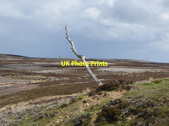 Photo 6"x4" Dead tree at Blackburn Head Hunstanworth c2016