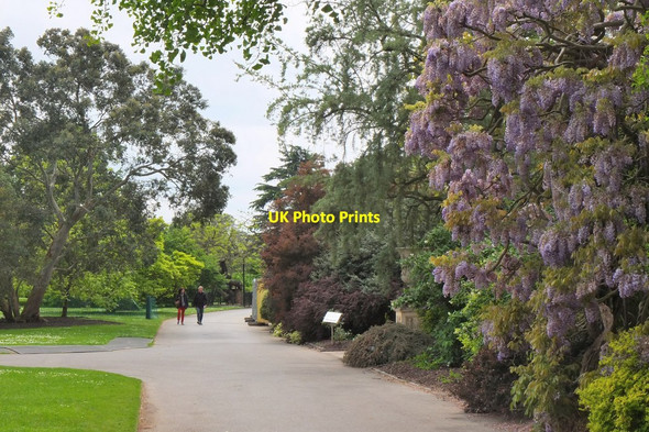 Photo 6"x4" Path in Kew Gardens Brentford c2016