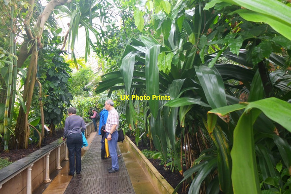 Photo 6"x4" Interior of the Palm House, Kew Gardens Brentford c2016