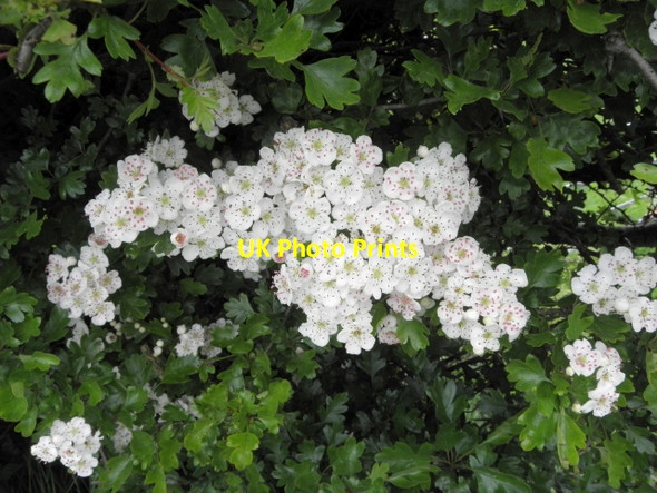 Photo 6"x4" Hawthorn blossoms, Cormore Garvaghy c2016