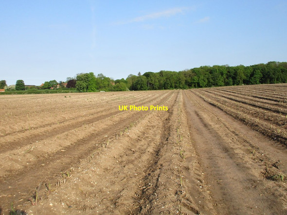 Photo 6"x4" Asparagus field Riby c2016