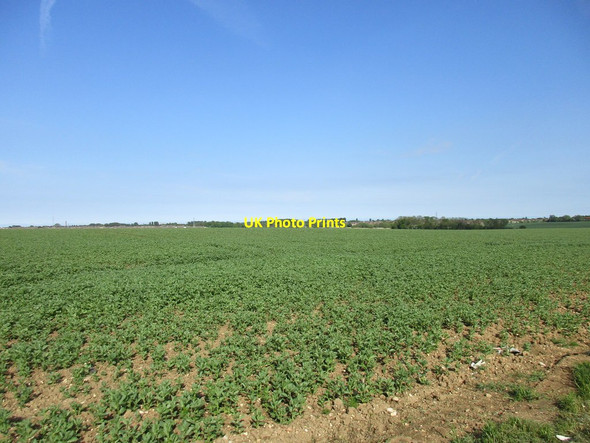 Photo 6"x4" Bean field near Pyewipe Farm Wybers Wood\/TA2308 c2016