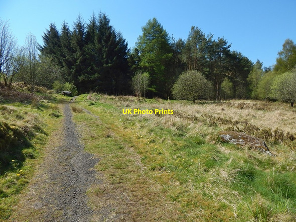 Photo 6"x4" The John Muir Way near Carbeth Huts Blanefield\/NS5579 c2016