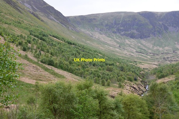 Photo 6"x4" Hillside woodland, Carrifran Capplegill c2016