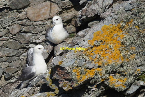 Photo 6"x4" Fulmars (Fulmarus glacialis), Outer Brough, Fetlar Funzie c2016