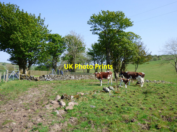 Photo 6"x4" Cattle at Burnbank Farm Burnbank Fm\/NS3169 c2016