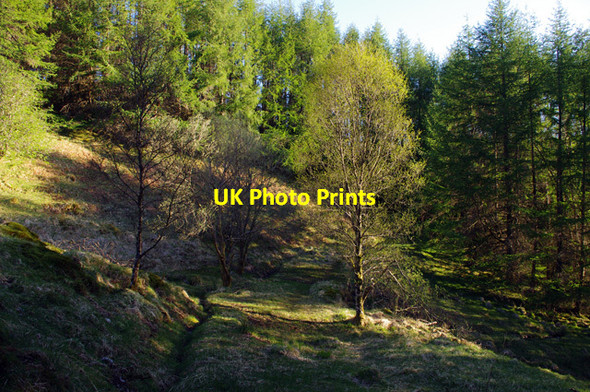 Photo 6"x4" Path in Ewich Forest Crianlarich c2016