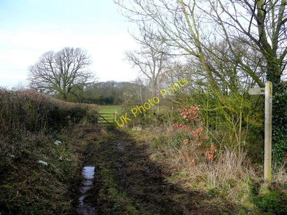 Photo 6"x4" Bridleway to Martin Hussingtree Brownheath Common c2009