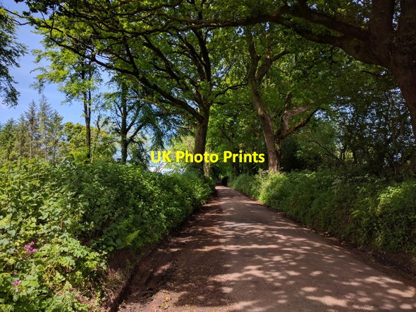 Photo 6"x4" Tombstone Lane, passing Ducksmoor plantation, heading west Calverleigh c2016