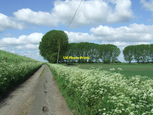 Photo 6"x4" Line Of Trees Prickwillow c2016
