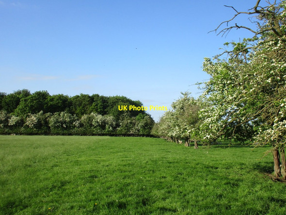 Photo 6"x4" Row of hawthorn and Smite Hill Covert Barnstone c2016