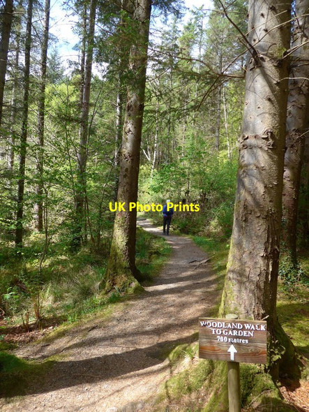 Photo 6"x4" The start of the Lochalsh Woodland Walk Balmacara c2016