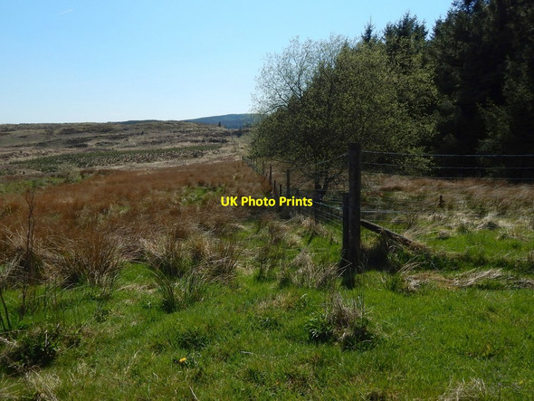 Photo 6"x4" Fence at woodland edge Whangi c2016