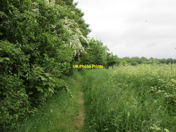 Photo 6"x4" Footpath at Banklands Clenchwarton c2016