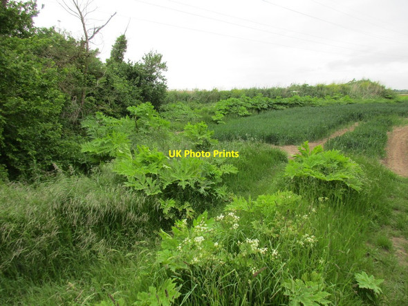 Photo 6"x4" Giant hogweed Clenchwarton c2016