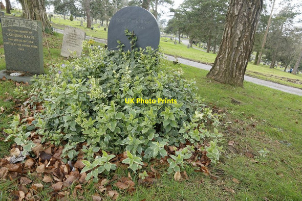 Photo 6"x4" Scrub by the Headstone No Man's Land\/SU5029 c2016